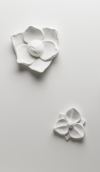 Magnolia Flower